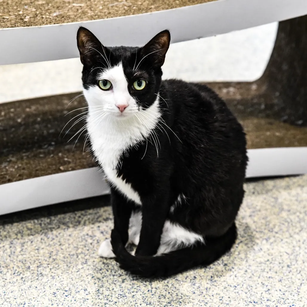 Cuddles Domestic Shorthair Black/White 