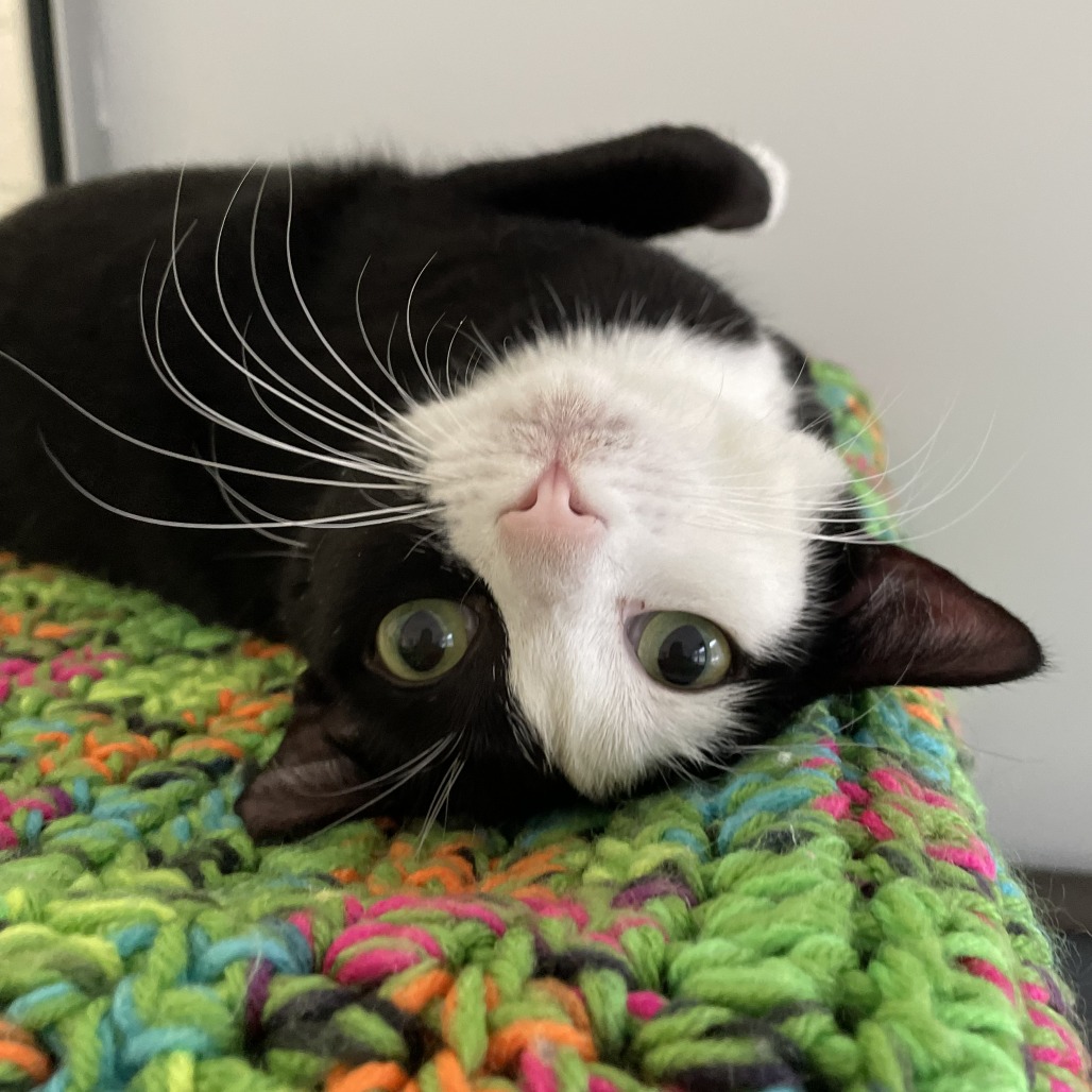 Cuddles Domestic Shorthair Black/White