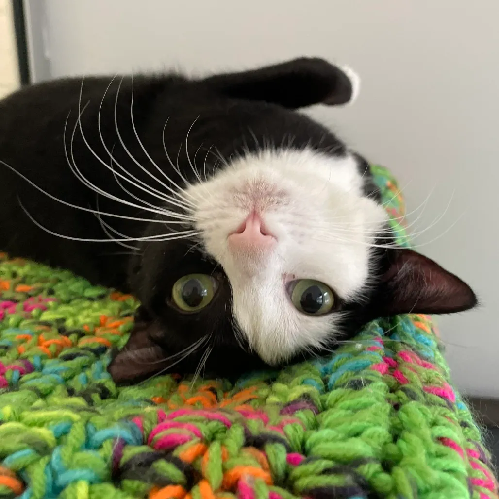 Cuddles Domestic Shorthair Black/White 