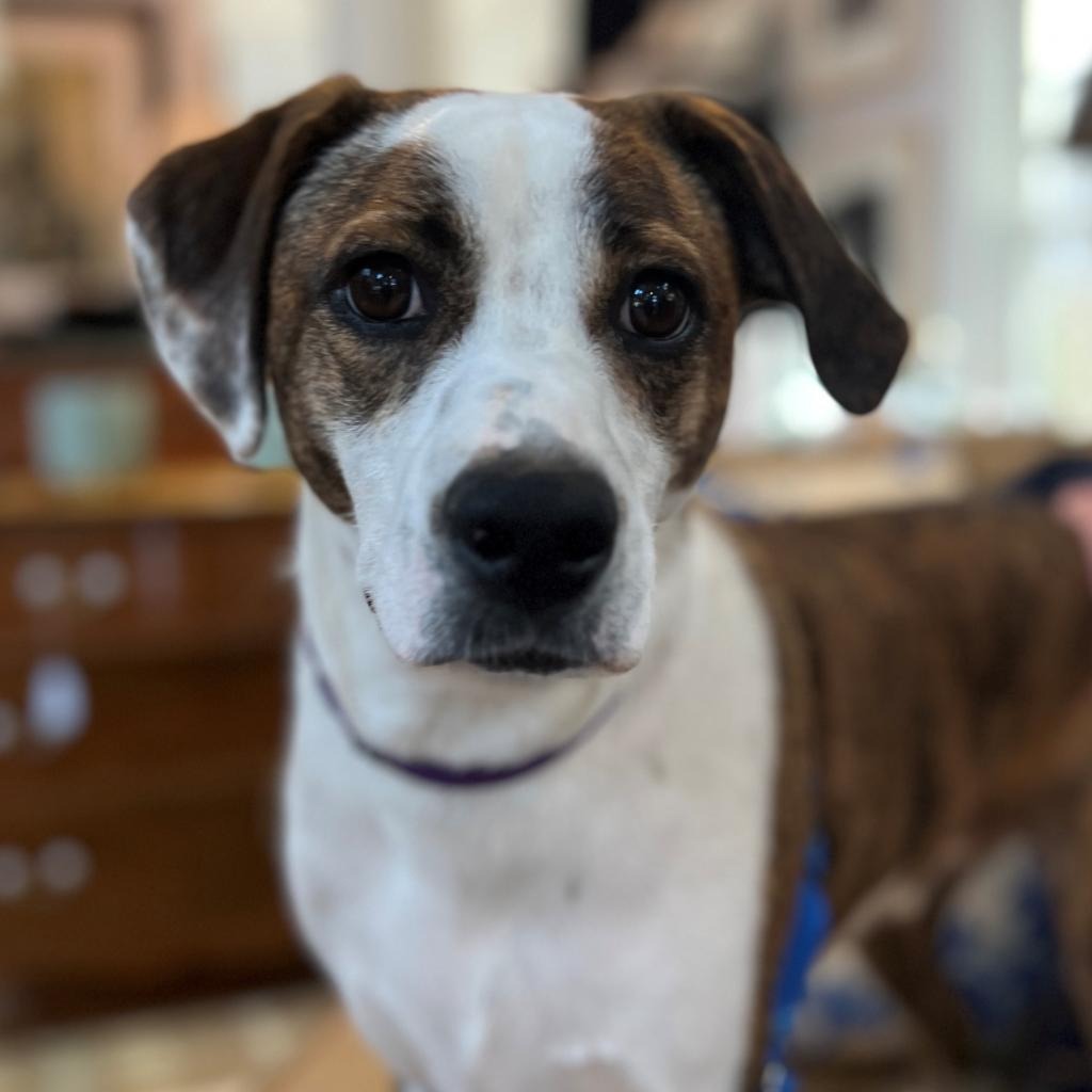 Bo Hound/Mix Brindle/White