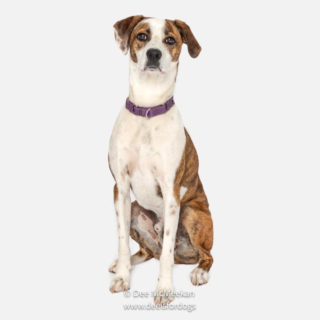 Bo Hound/Mix Brindle/White