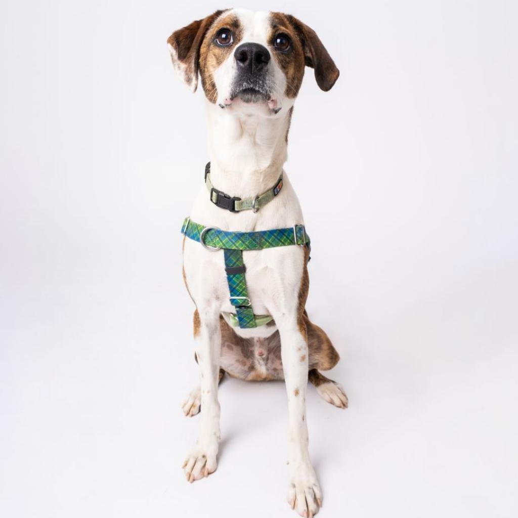 Bo Hound/Mix Brindle/White