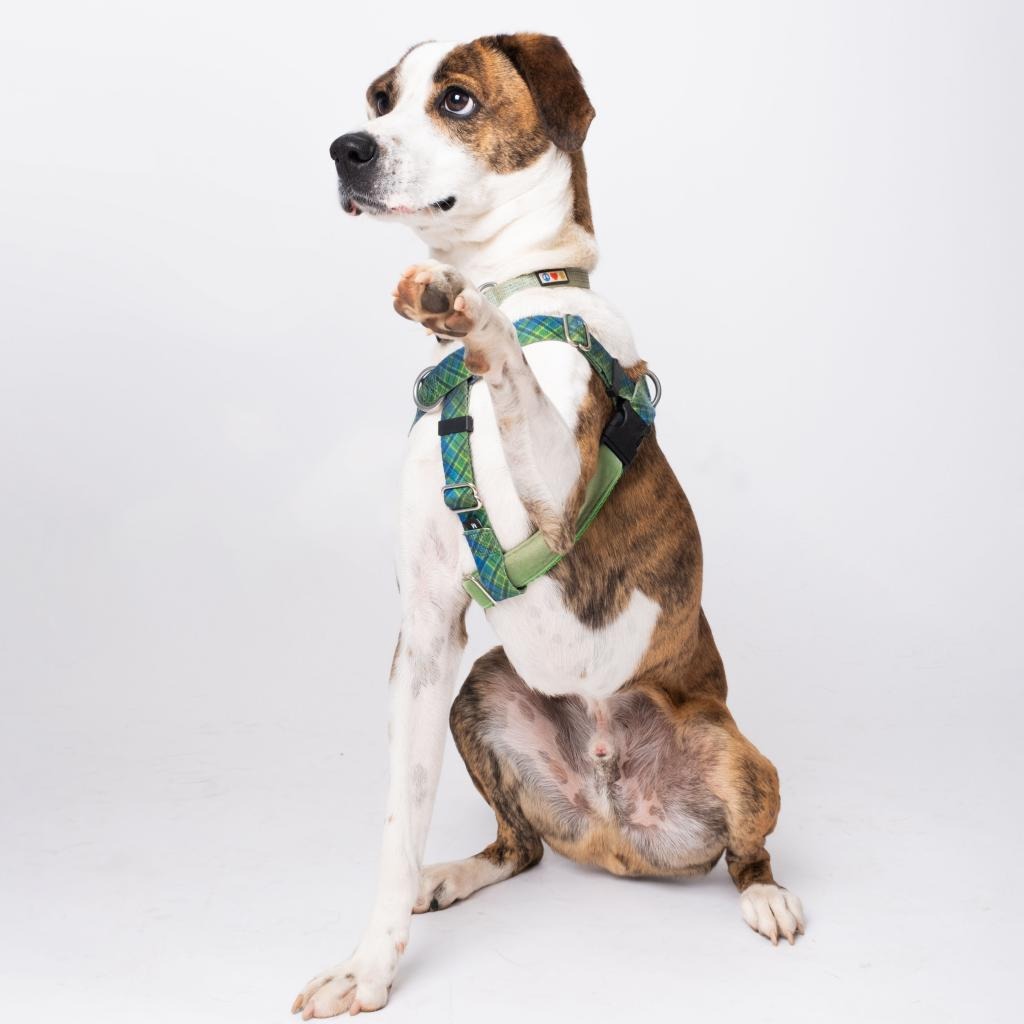 Bo Hound/Mix Brindle/White