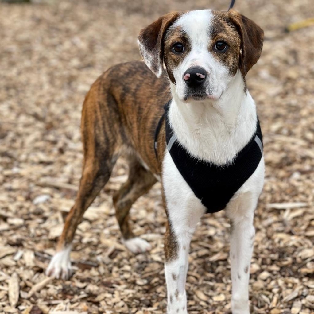 Bo Hound/Mix Brindle/White