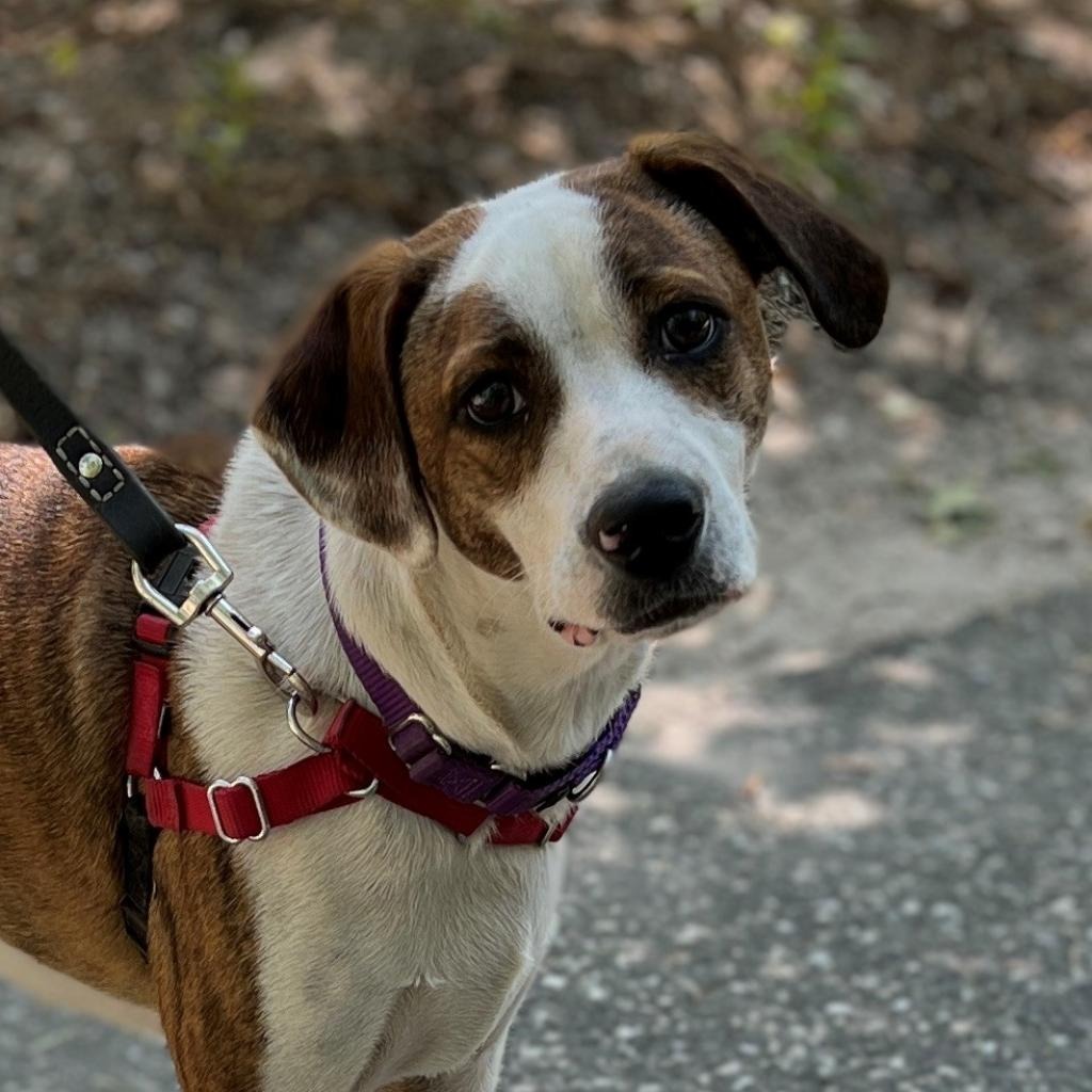 Bo Hound/Mix Brindle/White