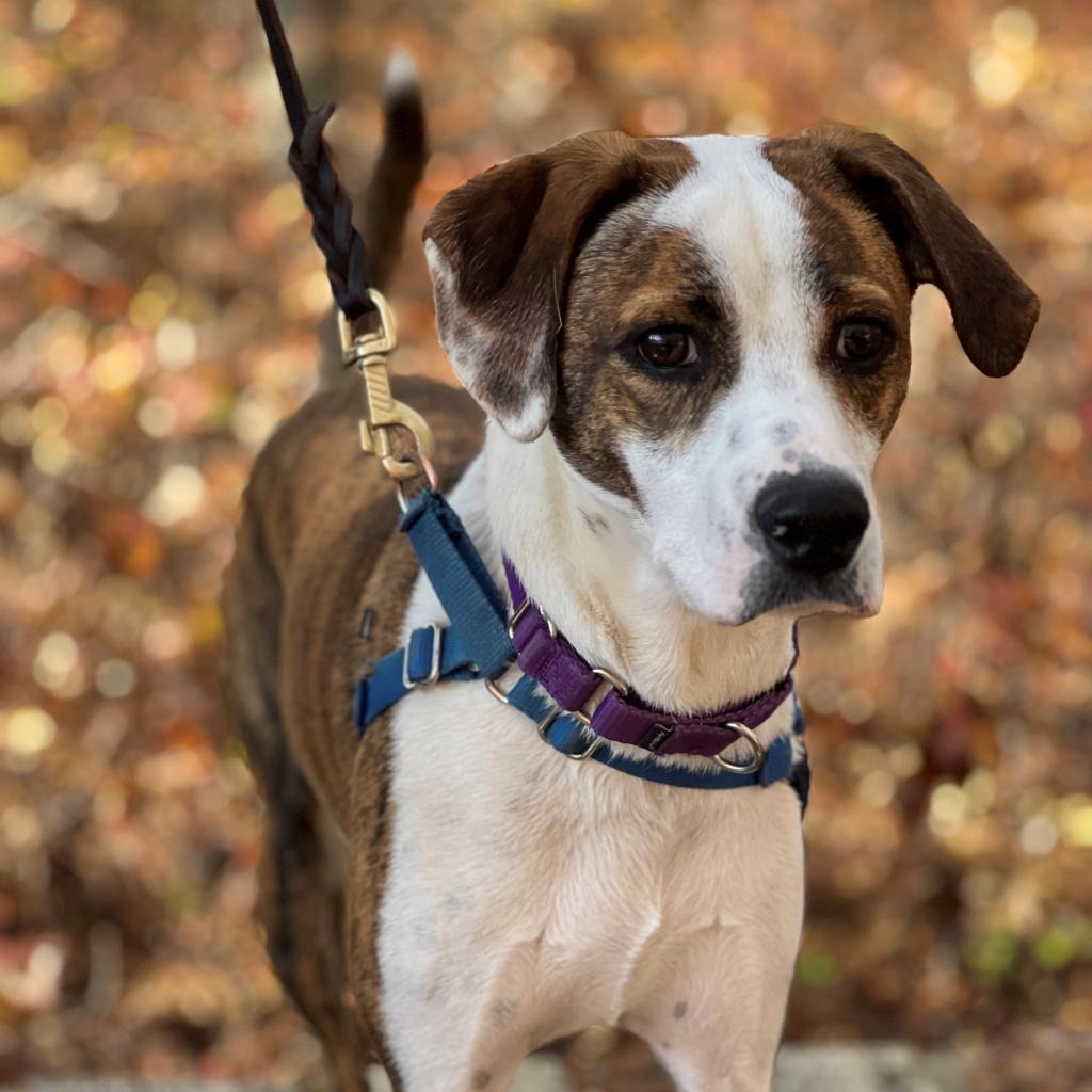 Bo Hound/Mix Brindle/White