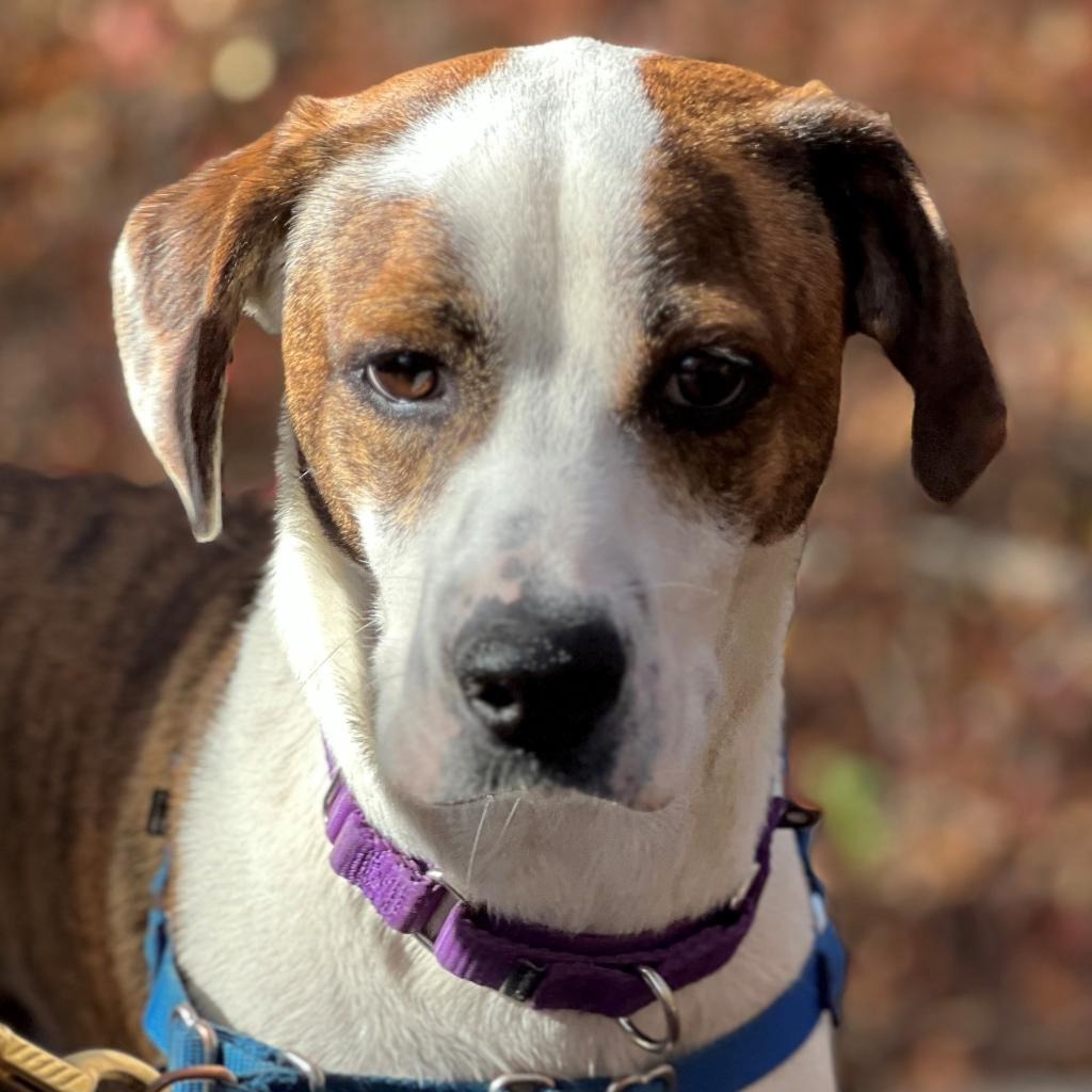 Bo Hound/Mix Brindle/White