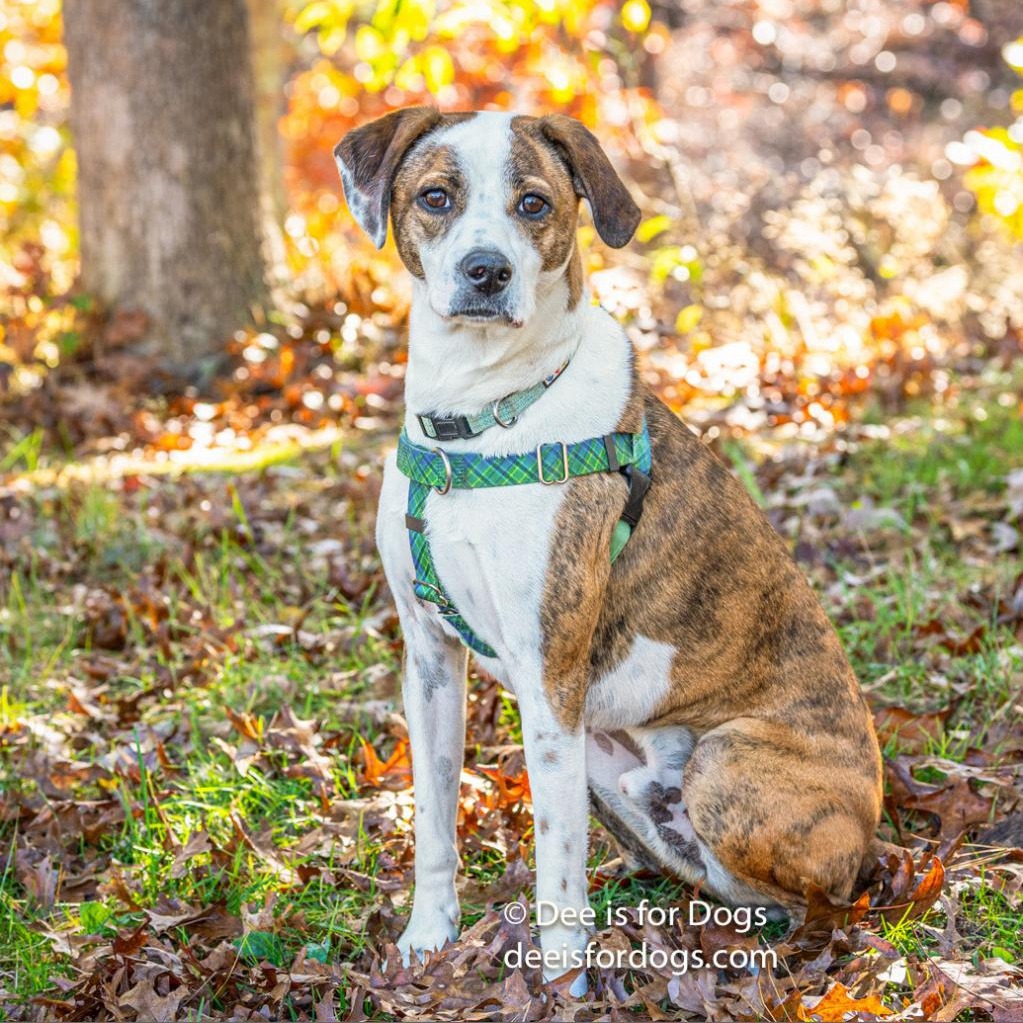 Bo Hound/Mix Brindle/White