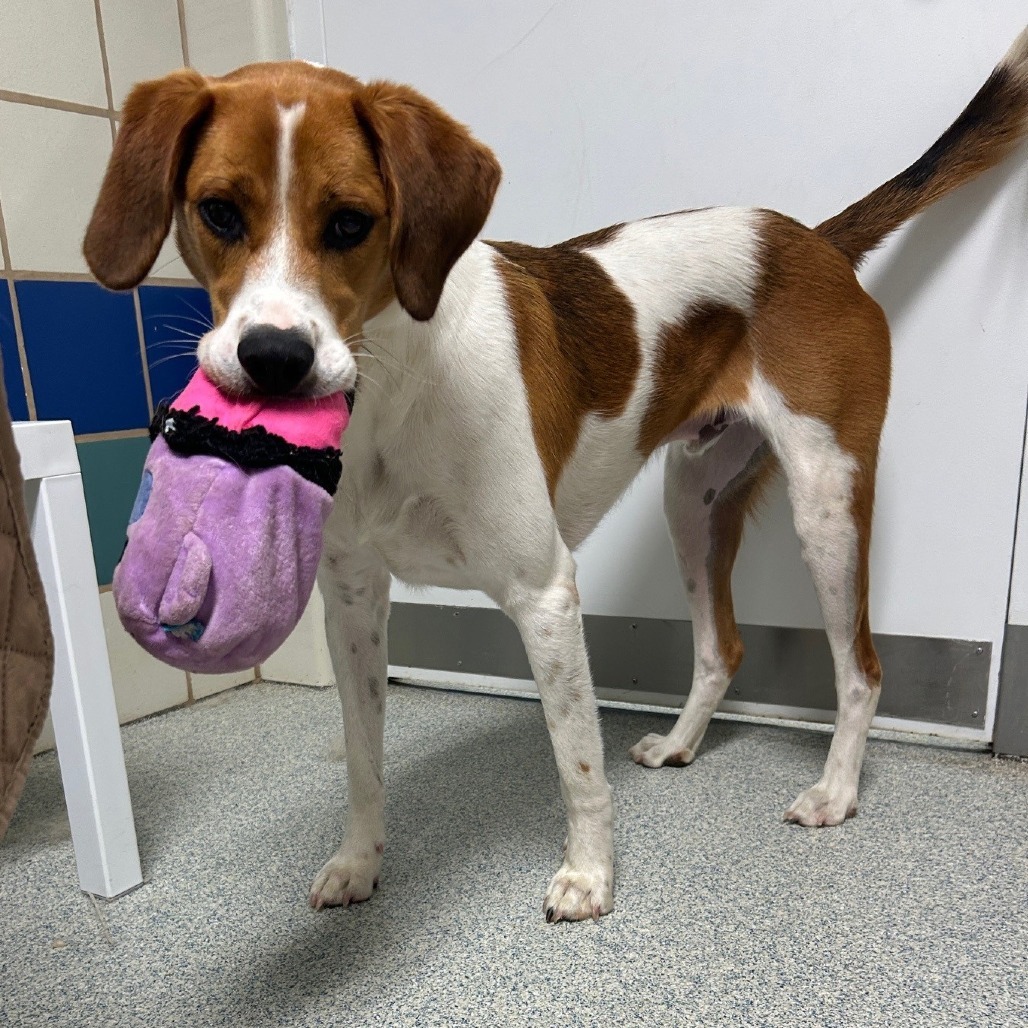 Rex Hound/Mix Tan/White
