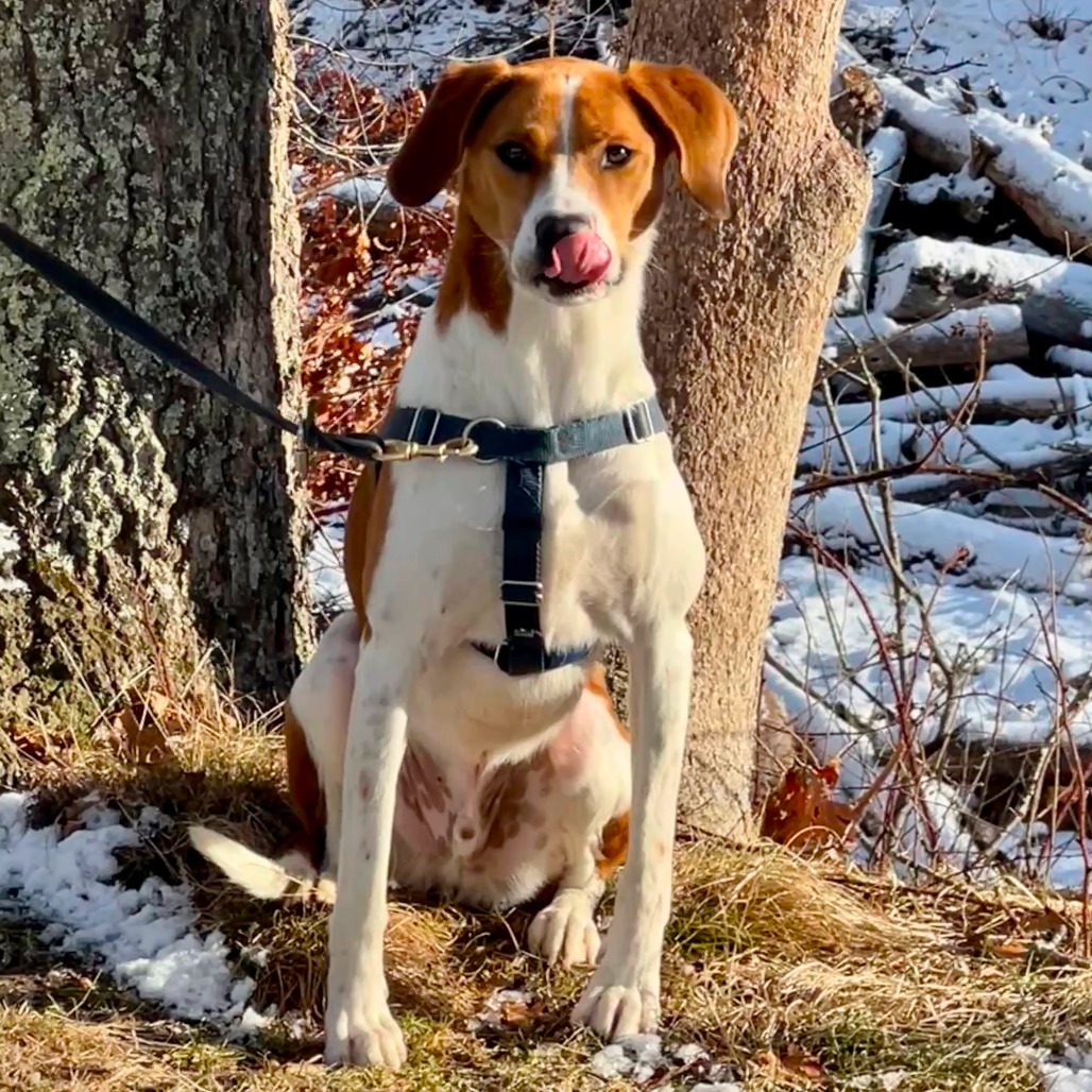 Rex Hound/Mix Tan/White