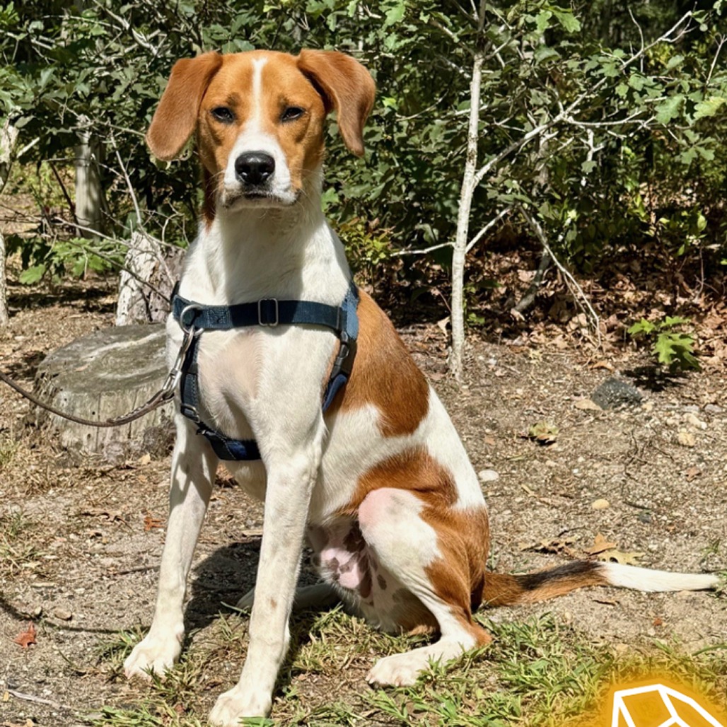Rex Hound/Mix Tan/White