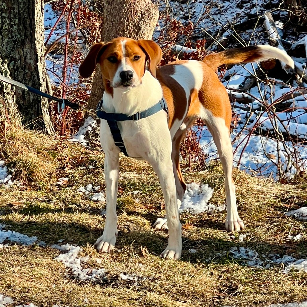Rex Hound/Mix Tan/White