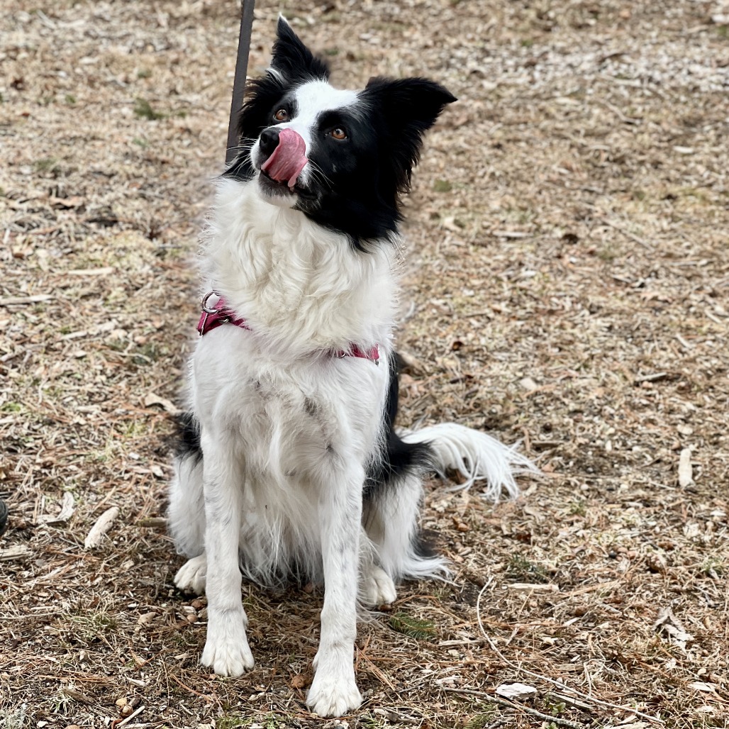Kira Collie, Border Black/White