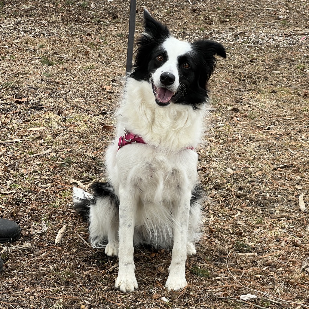 Kira Collie, Border Black/White