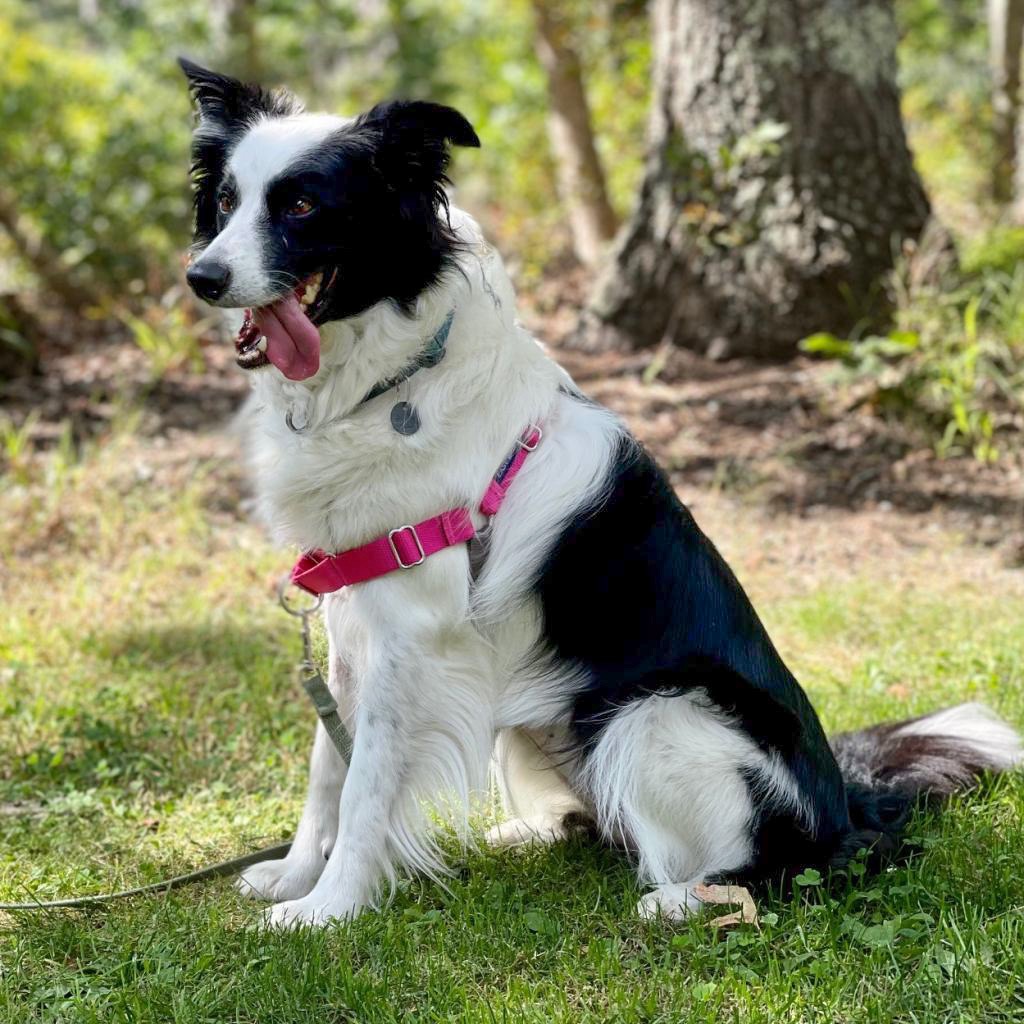 Kira Collie, Border Black/White