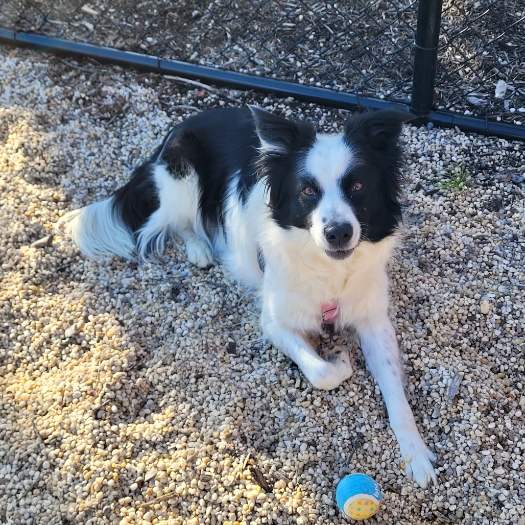 Kira Collie, Border Black/White