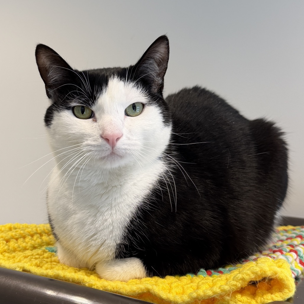 Skitter Domestic Shorthair Black/White None