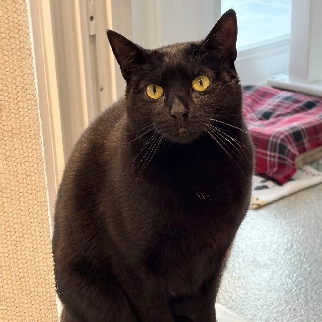 Skeeter Domestic Shorthair Black 