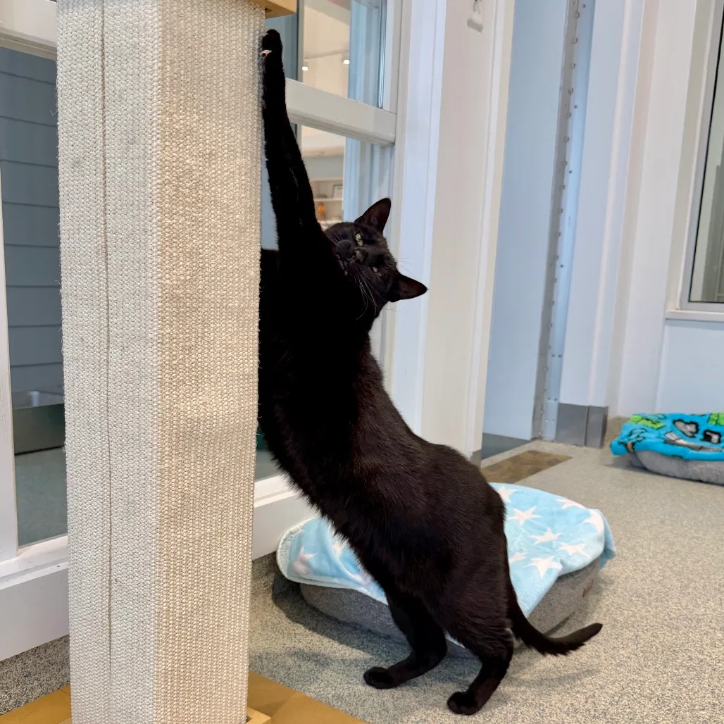 Skeeter Domestic Shorthair Black 