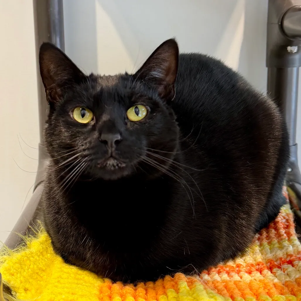 Skeeter Domestic Shorthair Black 