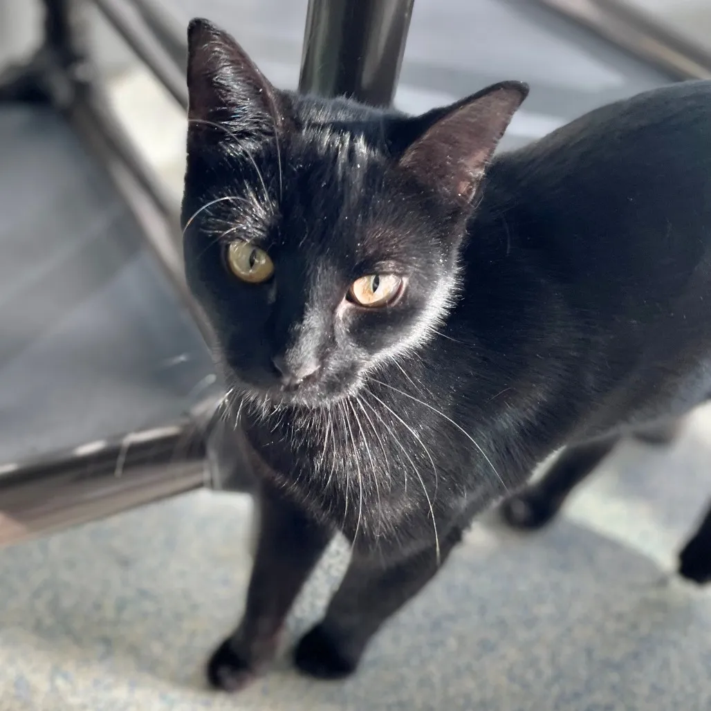 Skeeter Domestic Shorthair Black 