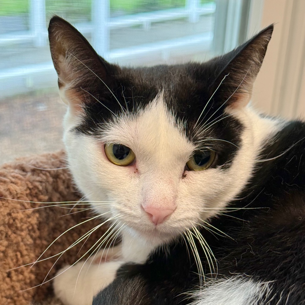 Scooter Domestic Shorthair Black/White