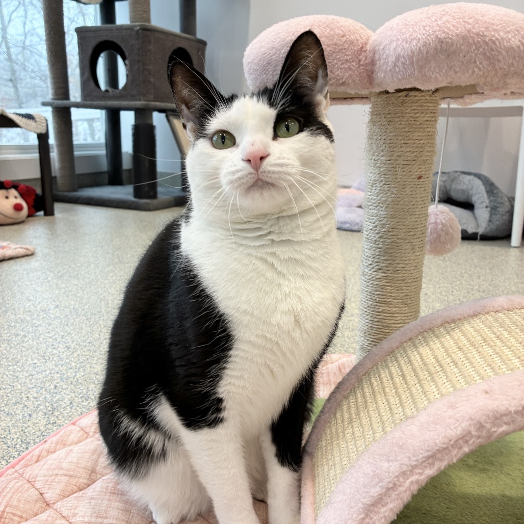 Scooter Domestic Shorthair Black/White
