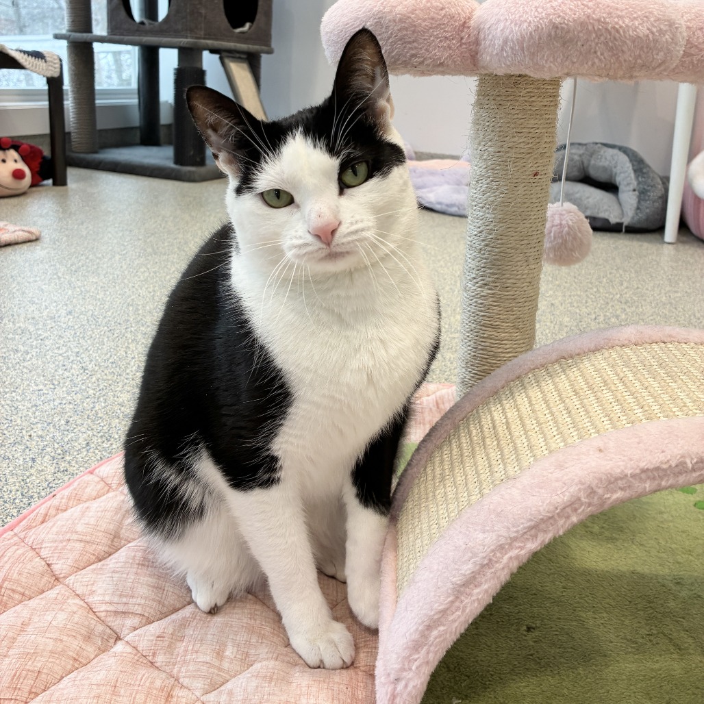 Scooter Domestic Shorthair Black/White