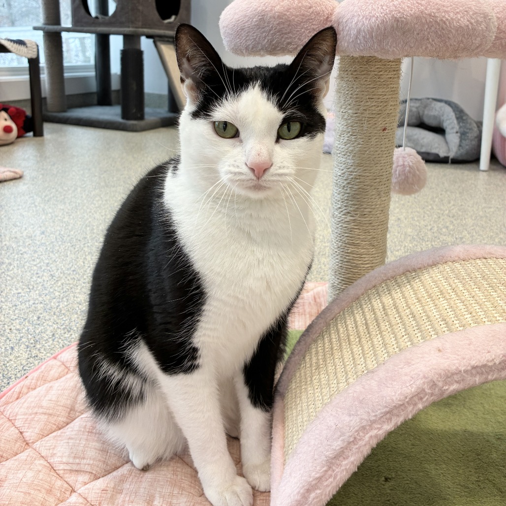 Scooter Domestic Shorthair Black/White