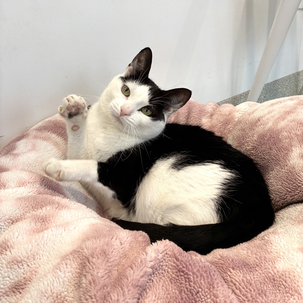 Scooter Domestic Shorthair Black/White