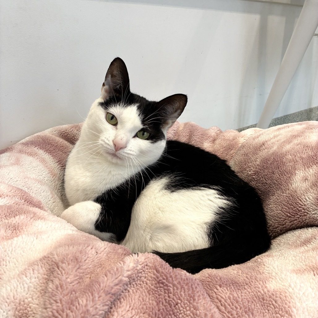 Scooter Domestic Shorthair Black/White