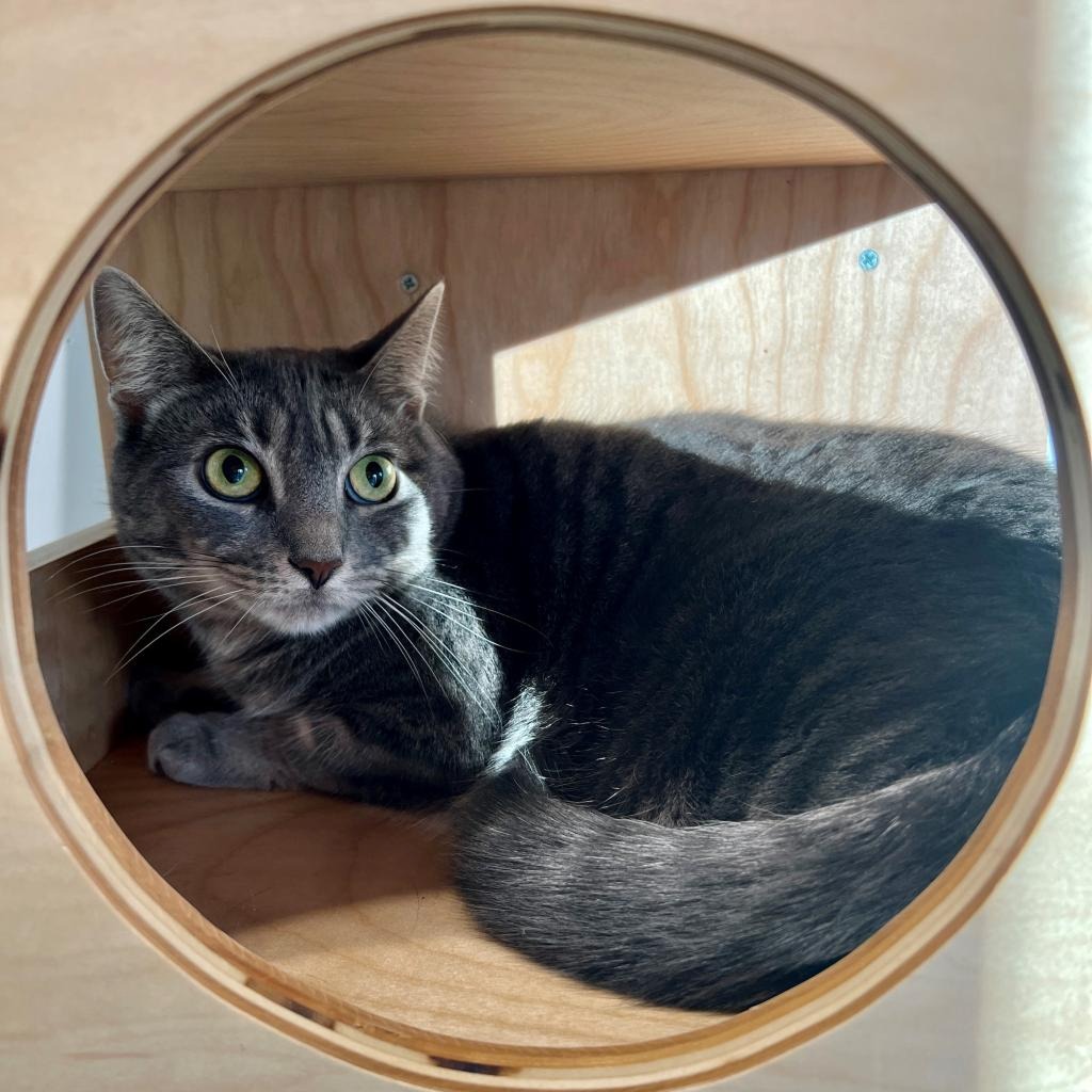 Minion "Mini" Domestic Shorthair Grey