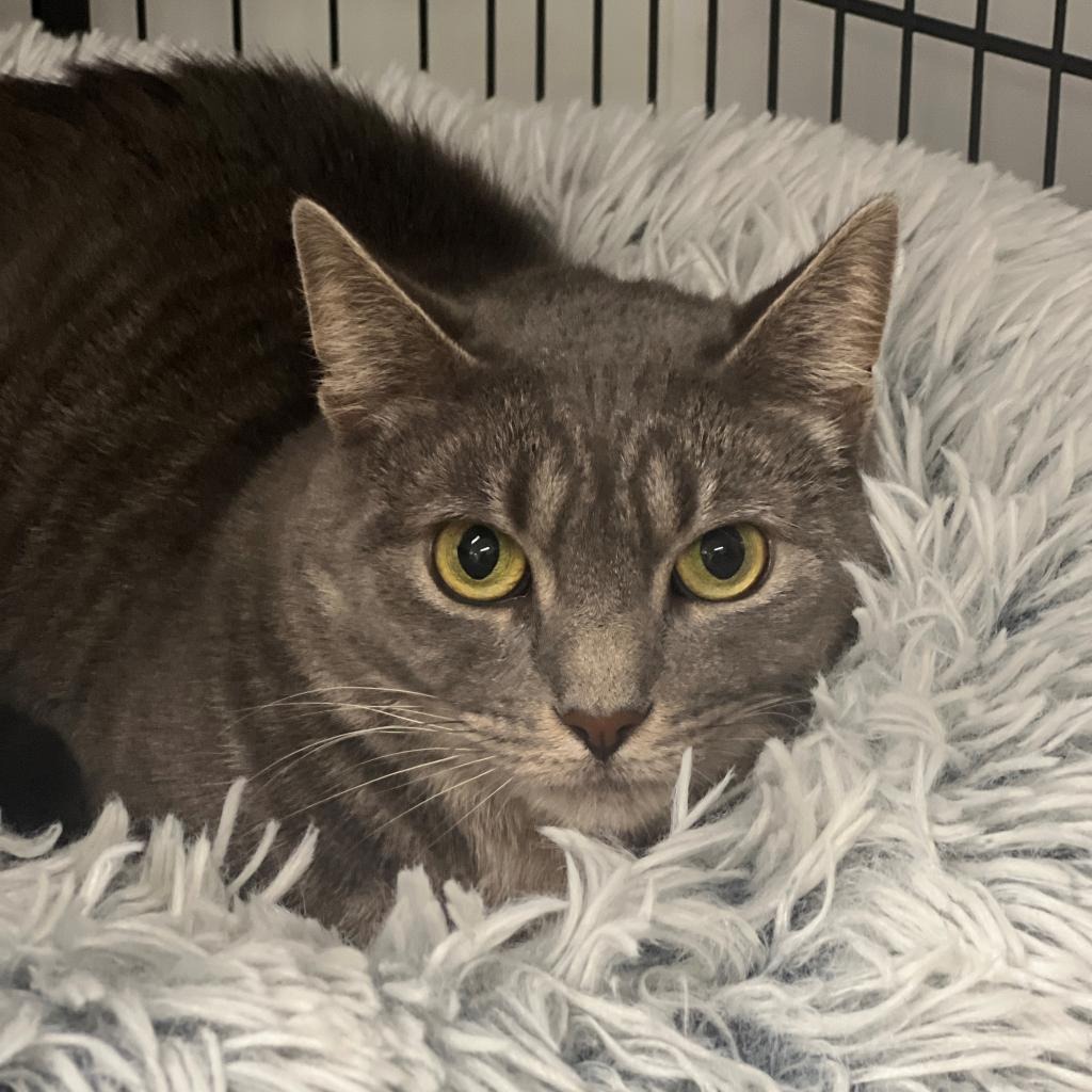 Minion "Mini" Domestic Shorthair Grey