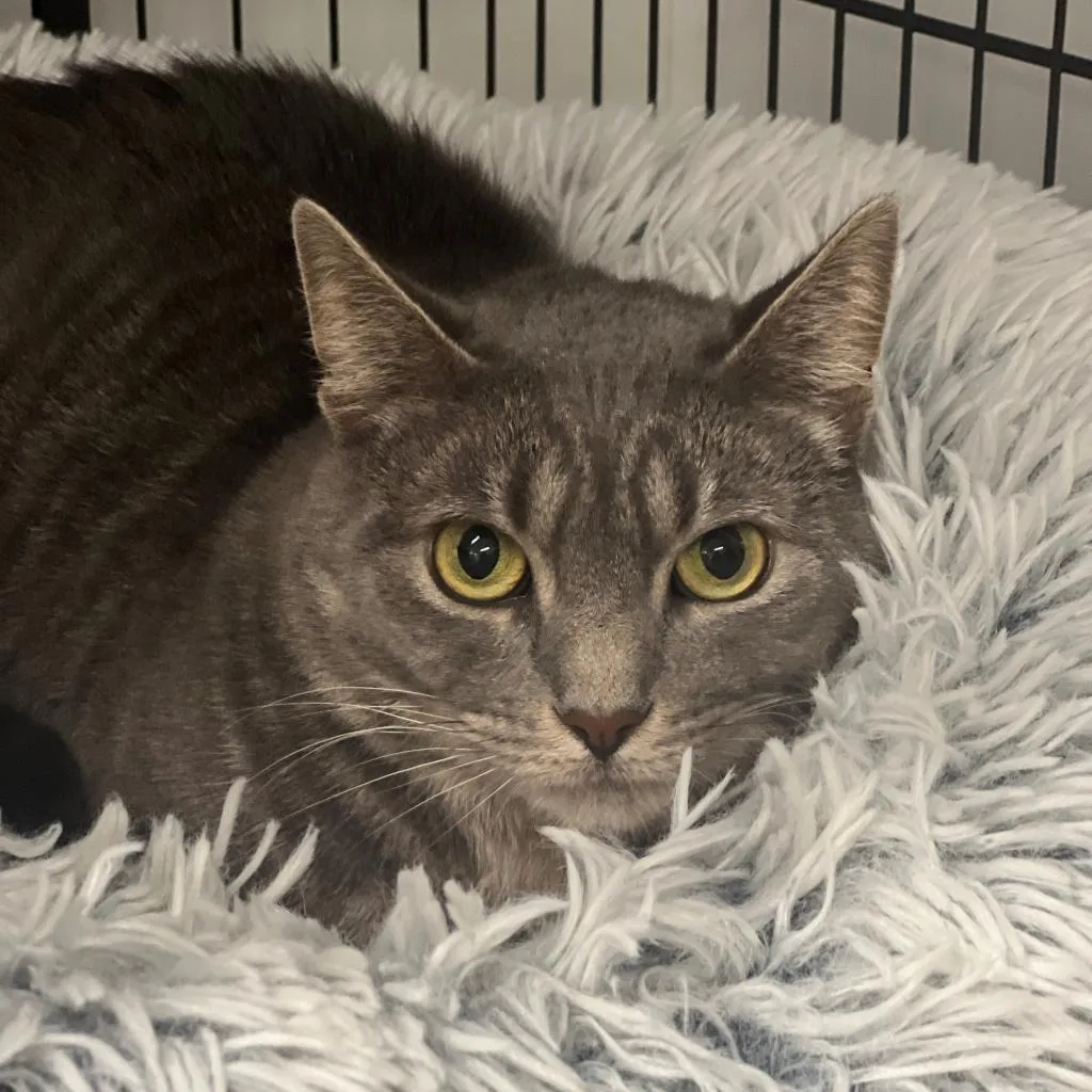 Minion "Mini" Domestic Shorthair Grey