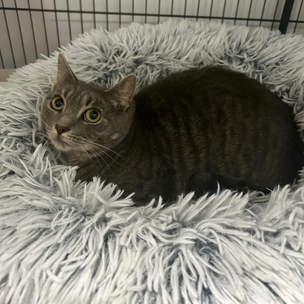 Minion "Mini" Domestic Shorthair Grey