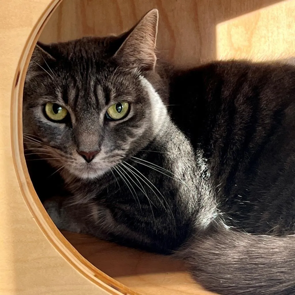Minion "Mini" Domestic Shorthair Grey