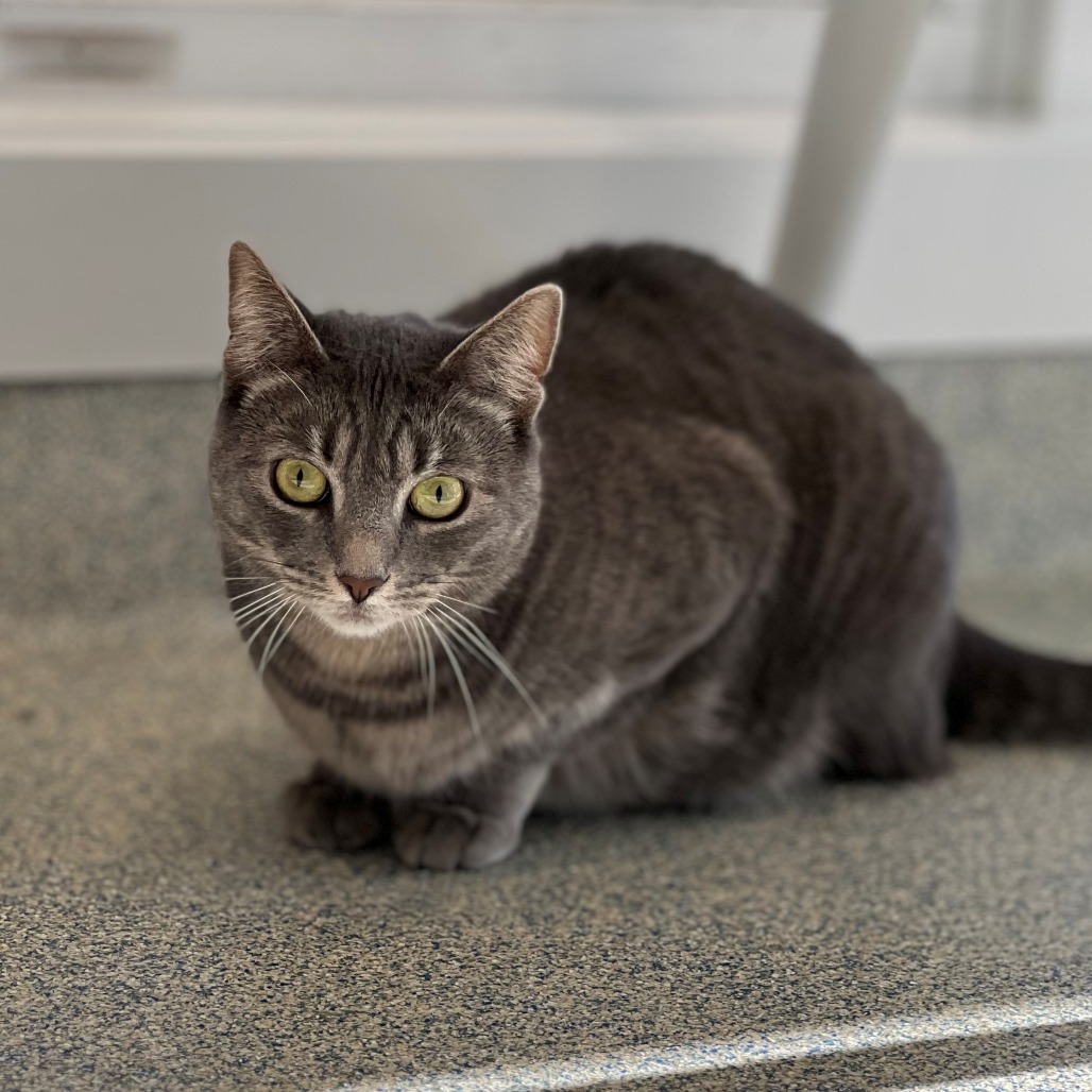 Minion "Mini" Domestic Shorthair Grey