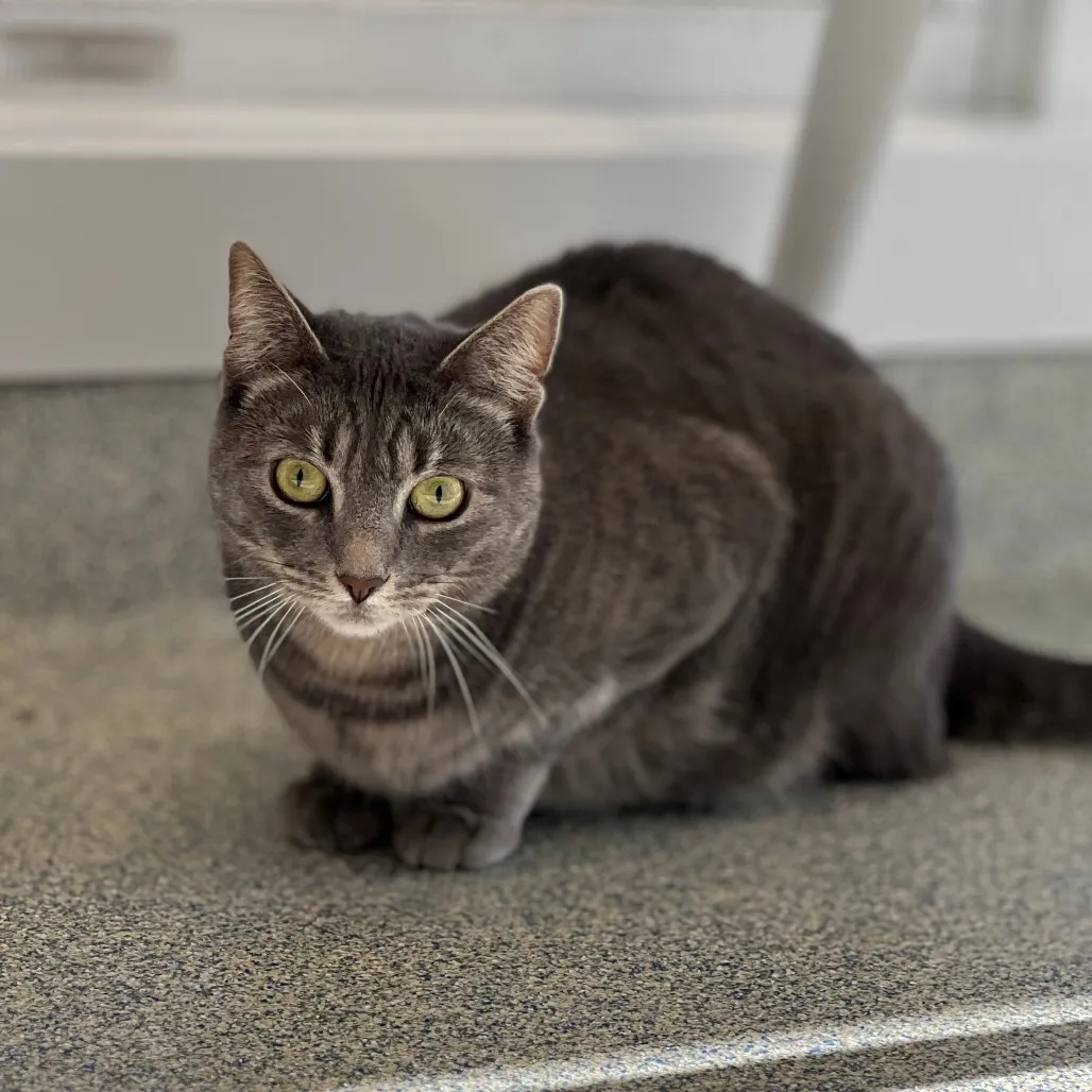 Minion "Mini" Domestic Shorthair Grey