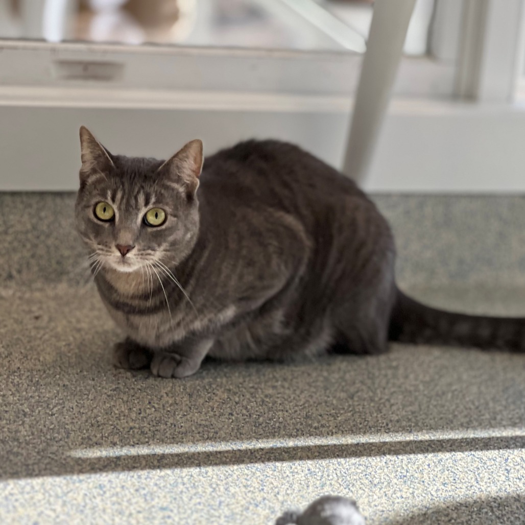 Minion "Mini" Domestic Shorthair Grey