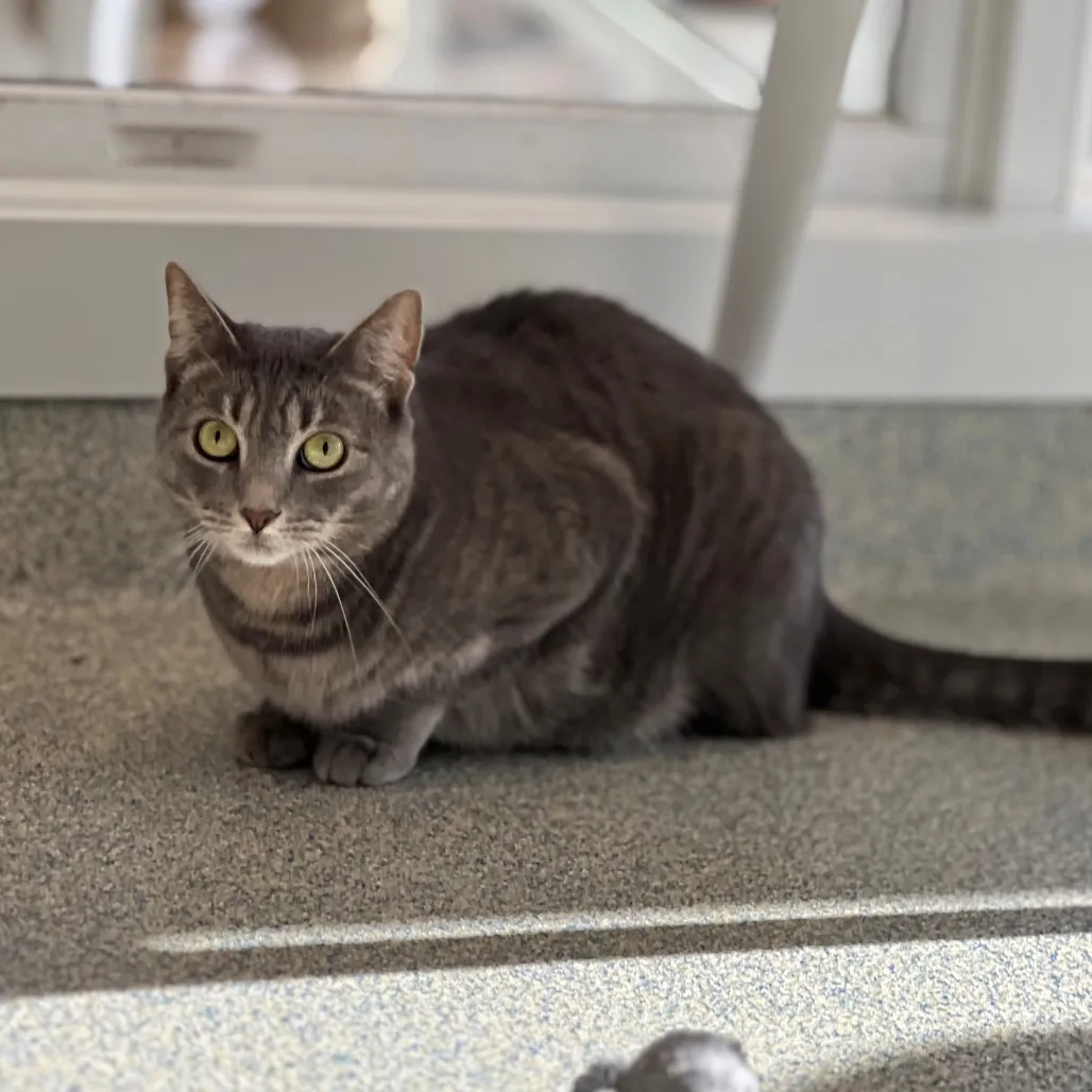 Minion "Mini" Domestic Shorthair Grey