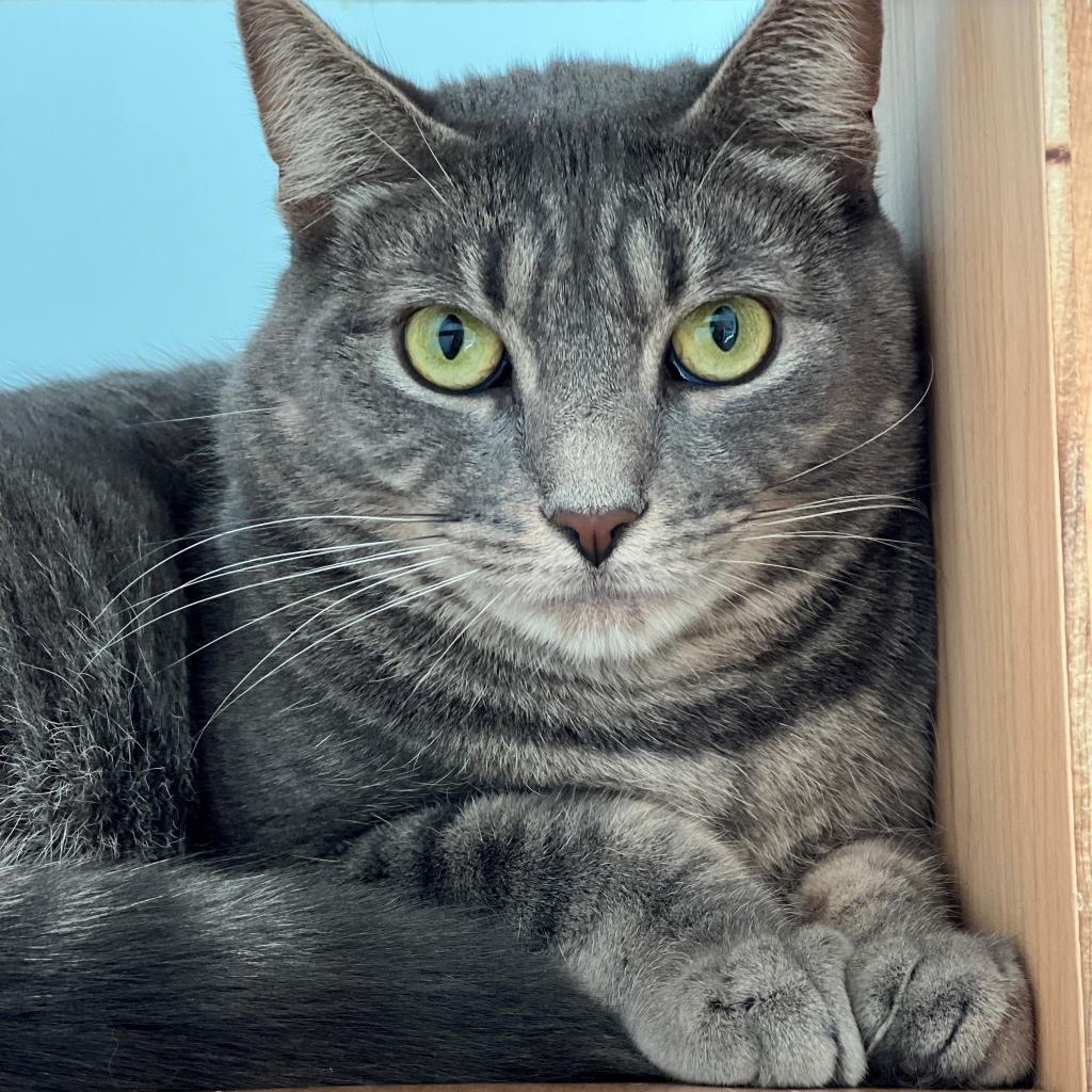 Minion "Mini" Domestic Shorthair Grey