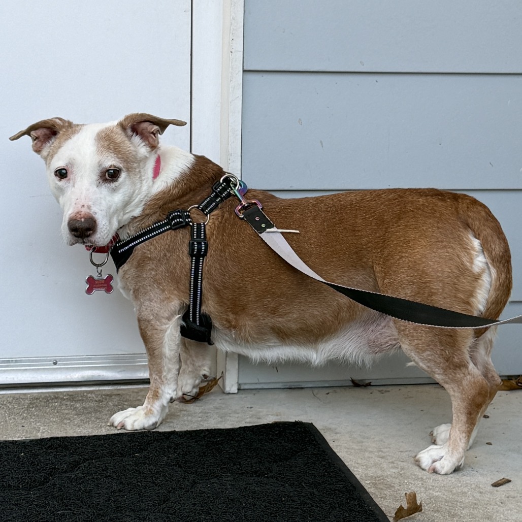 Scout Terrier, Pit Bull/Hound, Basset Tan None