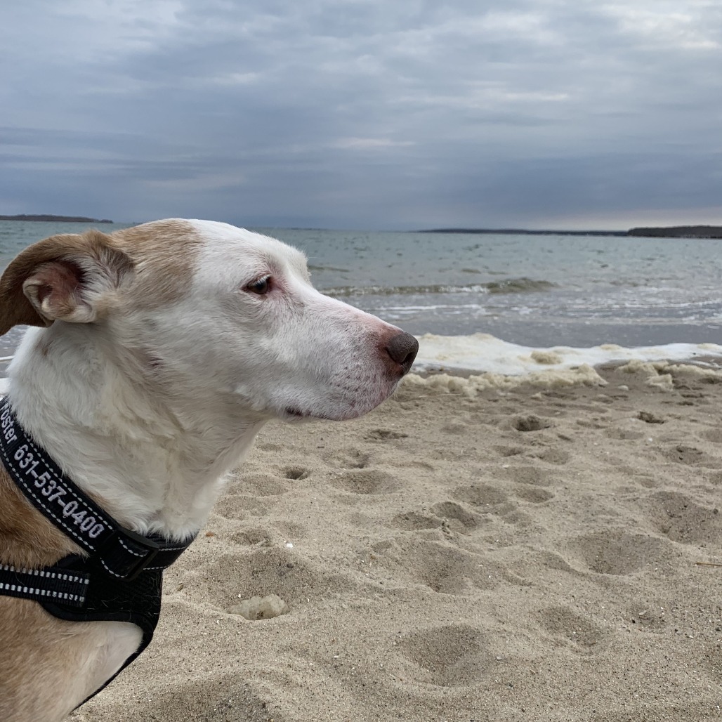 Scout Terrier, Pit Bull/Hound, Basset Tan None