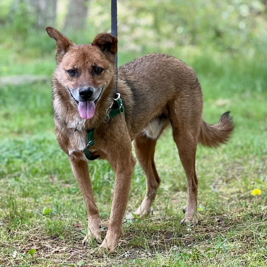Scooby Collie, Smooth Brown/Black None