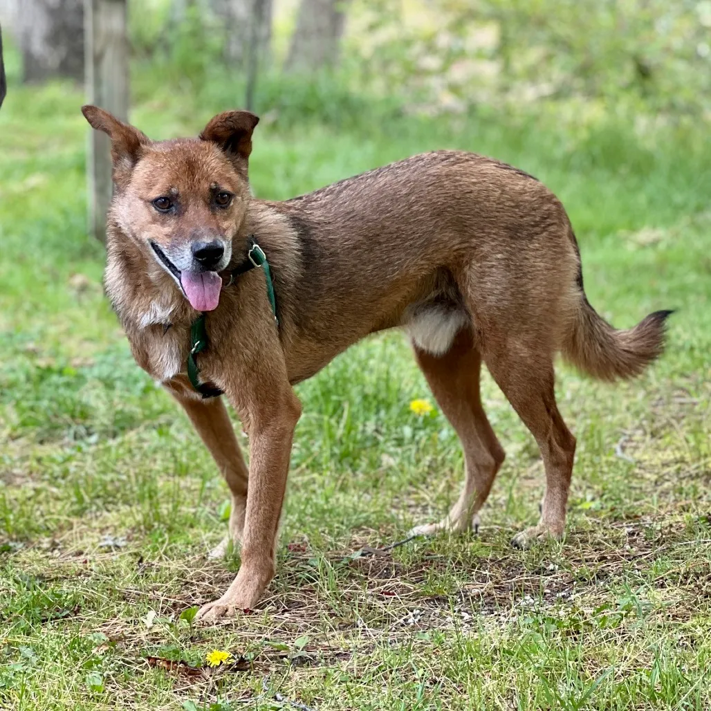 Scooby