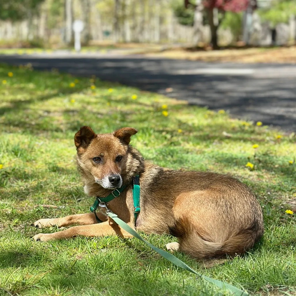 Scooby Collie, Smooth Brown/Black None