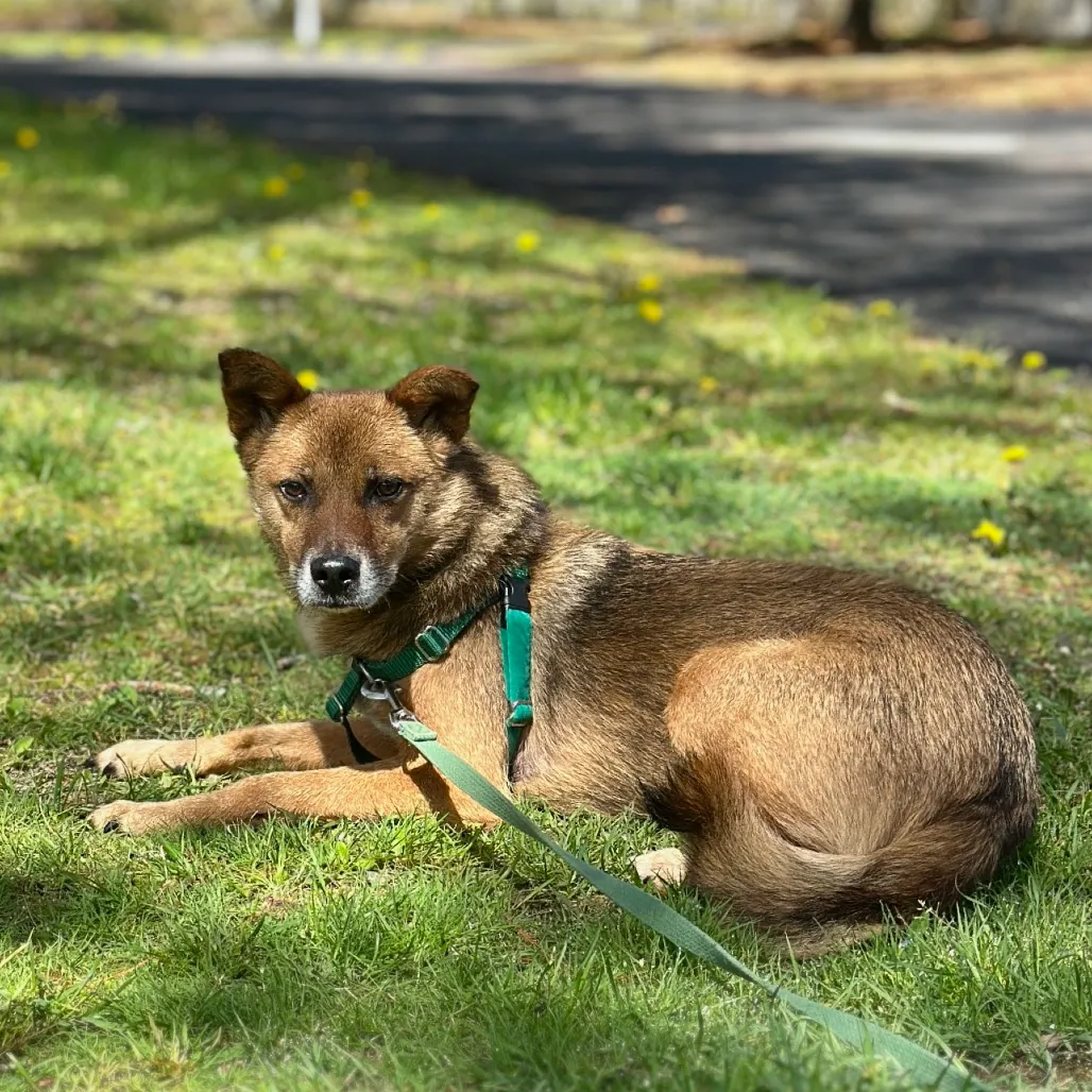 Scooby Collie, Smooth Brown/Black None