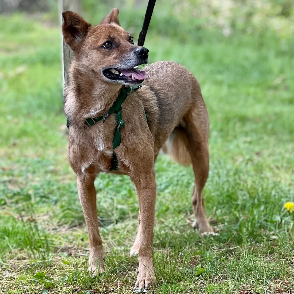 Scooby Collie, Smooth Brown/Black None