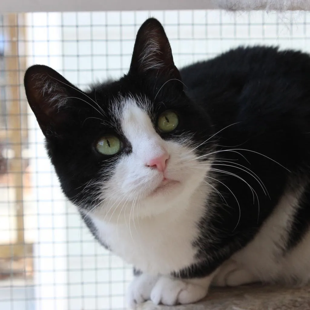 Julie Domestic Shorthair Black/White None