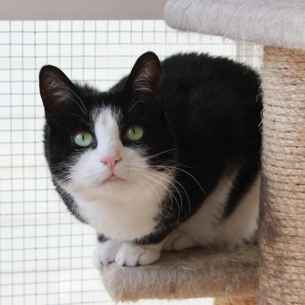 Julie Domestic Shorthair Black/White None